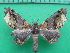  ( - KLM Lep 11293)  @11 [ ] CreativeCommons - Attribution Non-Commercial Share-Alike (2018) Christian Wieser Landesmuseum Kärnten