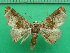  ( - KLM Lep 11422)  @11 [ ] CreativeCommons - Attribution Non-Commercial Share-Alike (2018) Christian Wieser Landesmuseum Kärnten