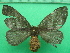  ( - KLM Lep 11531)  @11 [ ] CreativeCommons - Attribution Non-Commercial Share-Alike (2018) Christian Wieser Landesmuseum Kärnten