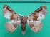  ( - KLM Lep 11749)  @11 [ ] CreativeCommons - Attribution Non-Commercial Share-Alike (2018) Christian Wieser Landesmuseum Kärnten