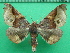 ( - KLM Lep 11754)  @13 [ ] CreativeCommons - Attribution Non-Commercial Share-Alike (2018) Christian Wieser Landesmuseum Kärnten
