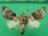  ( - KLM Lep 11895)  @12 [ ] CreativeCommons - Attribution Non-Commercial Share-Alike (2018) Christian Wieser Landesmuseum Kärnten
