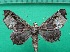  ( - KLM Lep 12078)  @13 [ ] CreativeCommons - Attribution Non-Commercial Share-Alike (2018) Christian Wieser Landesmuseum Kärnten