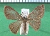  ( - KLM Lep 12138)  @13 [ ] CreativeCommons - Attribution Non-Commercial Share-Alike (2018) Christian Wieser Landesmuseum Kärnten