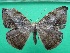  ( - KLM Lep 12188)  @11 [ ] CreativeCommons - Attribution Non-Commercial Share-Alike (2018) Christian Wieser Landesmuseum Kärnten