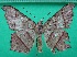  ( - KLM Lep 12213)  @11 [ ] CreativeCommons - Attribution Non-Commercial Share-Alike (2018) Christian Wieser Landesmuseum Kärnten