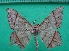  ( - KLM Lep 12215)  @11 [ ] CreativeCommons - Attribution Non-Commercial Share-Alike (2018) Christian Wieser Landesmuseum Kärnten