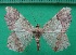 ( - KLM Lep 12217)  @11 [ ] CreativeCommons - Attribution Non-Commercial Share-Alike (2018) Christian Wieser Landesmuseum Kärnten