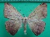  ( - KLM Lep 12232)  @11 [ ] CreativeCommons - Attribution Non-Commercial Share-Alike (2018) Christian Wieser Landesmuseum Kärnten
