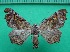  ( - KLM Lep 12238)  @11 [ ] CreativeCommons - Attribution Non-Commercial Share-Alike (2018) Christian Wieser Landesmuseum Kärnten