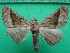  ( - KLM Lep 12239)  @11 [ ] CreativeCommons - Attribution Non-Commercial Share-Alike (2018) Christian Wieser Landesmuseum Kärnten