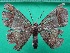  ( - KLM Lep 12241)  @11 [ ] CreativeCommons - Attribution Non-Commercial Share-Alike (2018) Christian Wieser Landesmuseum Kärnten