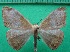  ( - KLM Lep 12256)  @11 [ ] CreativeCommons - Attribution Non-Commercial Share-Alike (2018) Christian Wieser Landesmuseum Kärnten