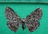  ( - KLM Lep 12261)  @11 [ ] CreativeCommons - Attribution Non-Commercial Share-Alike (2018) Christian Wieser Landesmuseum Kärnten