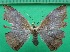  ( - KLM Lep 12476)  @11 [ ] CreativeCommons - Attribution Non-Commercial Share-Alike (2018) Christian Wieser Landesmuseum Kärnten