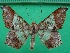  ( - KLM Lep 12493)  @11 [ ] CreativeCommons - Attribution Non-Commercial Share-Alike (2018) Christian Wieser Landesmuseum Kärnten