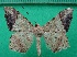  ( - KLM Lep 12500)  @11 [ ] CreativeCommons - Attribution Non-Commercial Share-Alike (2018) Christian Wieser Landesmuseum Kärnten