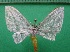  ( - KLM Lep 12504)  @13 [ ] CreativeCommons - Attribution Non-Commercial Share-Alike (2018) Christian Wieser Landesmuseum Kärnten