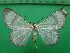  ( - KLM Lep 12512)  @11 [ ] CreativeCommons - Attribution Non-Commercial Share-Alike (2018) Christian Wieser Landesmuseum Kärnten