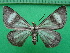  ( - KLM Lep 12513)  @11 [ ] CreativeCommons - Attribution Non-Commercial Share-Alike (2018) Christian Wieser Landesmuseum Kärnten