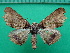  ( - KLM Lep 12514)  @13 [ ] CreativeCommons - Attribution Non-Commercial Share-Alike (2018) Christian Wieser Landesmuseum Kärnten