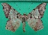  ( - KLM Lep 12516)  @11 [ ] CreativeCommons - Attribution Non-Commercial Share-Alike (2018) Christian Wieser Landesmuseum Kärnten