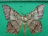  ( - KLM Lep 12517)  @11 [ ] CreativeCommons - Attribution Non-Commercial Share-Alike (2018) Christian Wieser Landesmuseum Kärnten