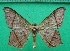  ( - KLM Lep 12518)  @11 [ ] CreativeCommons - Attribution Non-Commercial Share-Alike (2018) Christian Wieser Landesmuseum Kärnten