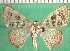  ( - KLM Lep 12538)  @11 [ ] CreativeCommons - Attribution Non-Commercial Share-Alike (2018) Christian Wieser Landesmuseum Kärnten