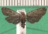  ( - KLM Lep 13418)  @11 [ ] CreativeCommons - Attribution Non-Commercial Share-Alike (2018) Christian Wieser Landesmuseum Kärnten