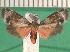  (Nodozana versicolor - KLM Lep 13435)  @11 [ ] CreativeCommons - Attribution Non-Commercial Share-Alike (2018) Christian Wieser Landesmuseum Kärnten