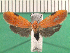  ( - KLM Lep 13457)  @11 [ ] CreativeCommons - Attribution Non-Commercial Share-Alike (2018) Christian Wieser Landesmuseum Kärnten