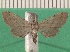  ( - KLM Lep 13586)  @11 [ ] CreativeCommons - Attribution Non-Commercial Share-Alike (2018) Christian Wieser Landesmuseum Kärnten