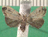  ( - KLM Lep 13698)  @11 [ ] CreativeCommons - Attribution Non-Commercial Share-Alike (2018) Christian Wieser Landesmuseum Kärnten