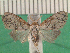  ( - KLM Lep 13870)  @11 [ ] CreativeCommons - Attribution Non-Commercial Share-Alike (2018) Christian Wieser Landesmuseum Kärnten