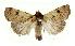  (Agrotis porphyricollis - AM 2135)  @15 [ ] CreativeCommons - Attribution (2010) Unspecified Centre for Biodiversity Genomics
