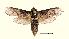  ( - AM 1778)  @13 [ ] CreativeCommons - Attribution (2010) Unspecified Centre for Biodiversity Genomics