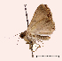  ( - AM 2289)  @13 [ ] CreativeCommons - Attribution (2010) Unspecified Centre for Biodiversity Genomics