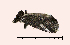  ( - AM 2293)  @13 [ ] CreativeCommons - Attribution (2010) Unspecified Centre for Biodiversity Genomics
