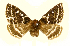  ( - AM 1965)  @13 [ ] CreativeCommons - Attribution (2010) Unspecified Centre for Biodiversity Genomics