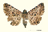  ( - AM 1963)  @13 [ ] CreativeCommons - Attribution (2010) Unspecified Centre for Biodiversity Genomics