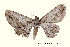  ( - AM 1987)  @13 [ ] CreativeCommons - Attribution (2010) Unspecified Centre for Biodiversity Genomics