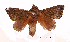  ( - AM 2018)  @13 [ ] CreativeCommons - Attribution (2010) Unspecified Centre for Biodiversity Genomics