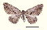  ( - AM 1953)  @11 [ ] CreativeCommons - Attribution (2010) Unspecified Centre for Biodiversity Genomics