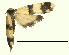  ( - AM 1944)  @12 [ ] CreativeCommons - Attribution (2010) Unspecified Centre for Biodiversity Genomics