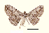  ( - AM 1952)  @13 [ ] CreativeCommons - Attribution (2010) Unspecified Centre for Biodiversity Genomics