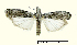  ( - AM 2016)  @13 [ ] CreativeCommons - Attribution (2010) Unspecified Centre for Biodiversity Genomics