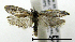  ( - ww04207)  @11 [ ] CreativeCommons - Attribution (2010) Unspecified Centre for Biodiversity Genomics
