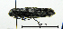  ( - ww04213)  @11 [ ] CreativeCommons - Attribution (2010) Unspecified Centre for Biodiversity Genomics