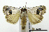  ( - ww04243)  @13 [ ] CreativeCommons - Attribution (2010) Unspecified Centre for Biodiversity Genomics